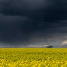 Raps, Sonne und Regen