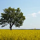 Raps soweit das Auge reicht.