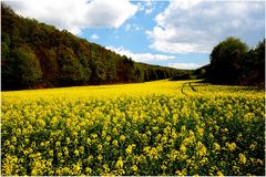 Raps soweit das Auge reicht