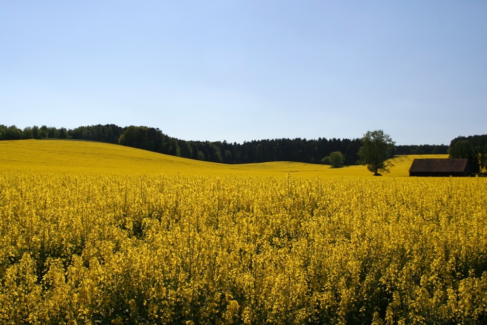 Raps soweit das Auge reicht