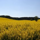 Raps soweit das Auge reicht