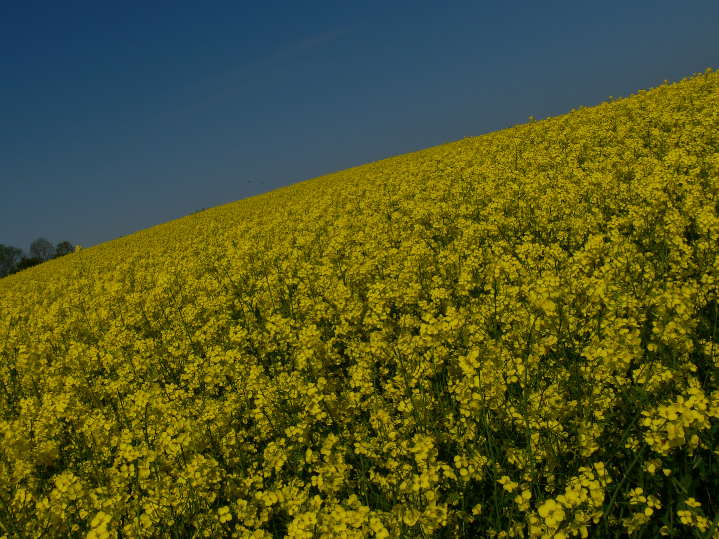 Raps steigt in den Himmel