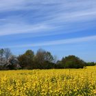 Raps "Strahlend wie die Sonne"