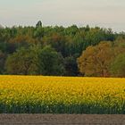 Raps strahlt auch am Abend