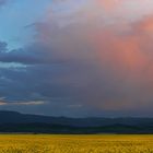 Raps - Thüringer Wald - Abendhimmel