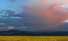 Raps - Thüringer Wald - Abendhimmel