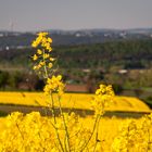 Raps über dem Siegkreis