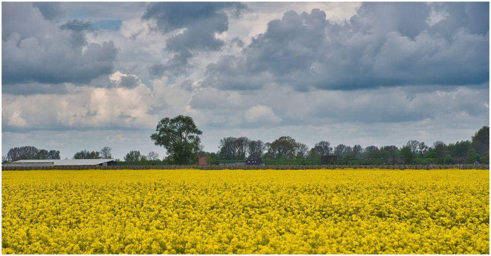 Raps und Apfelbäume 