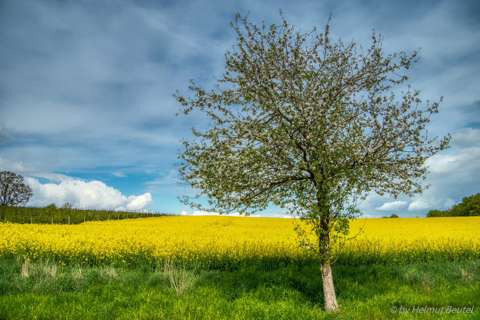 Raps.- und Apfelblüte