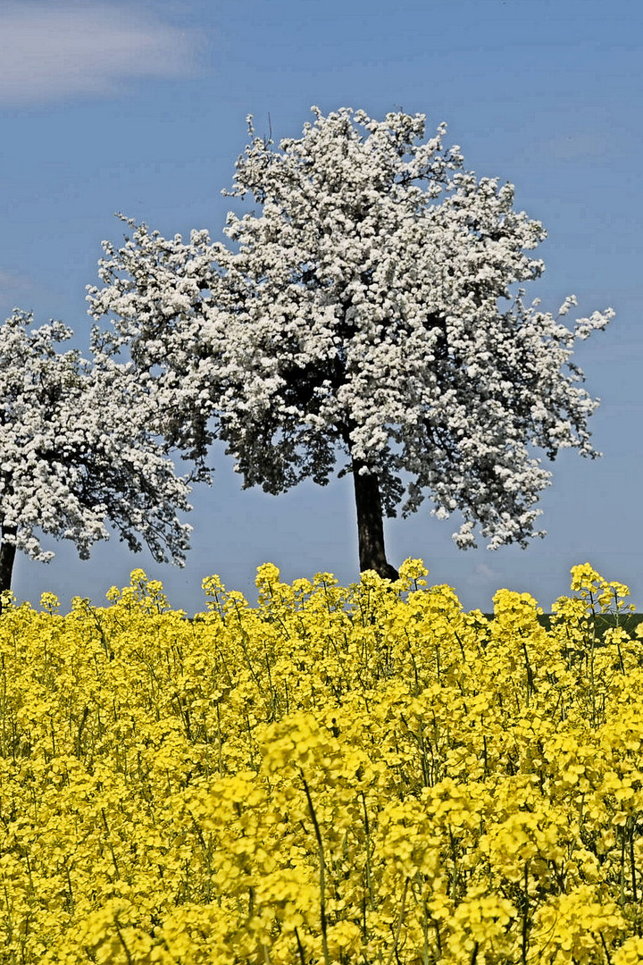 Raps und Apfelbüte