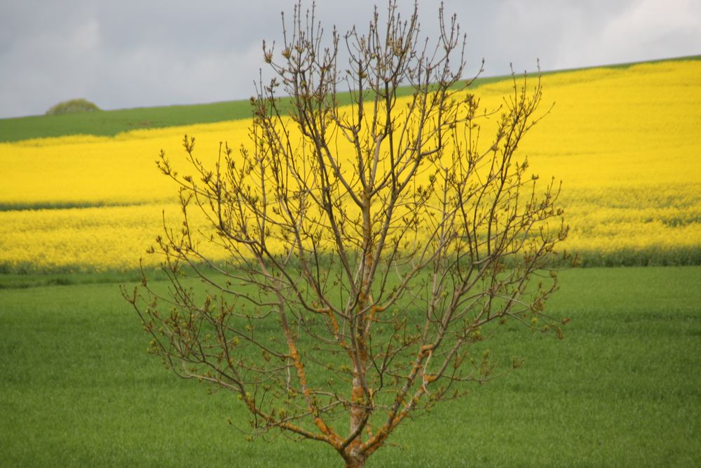 Raps und Baum