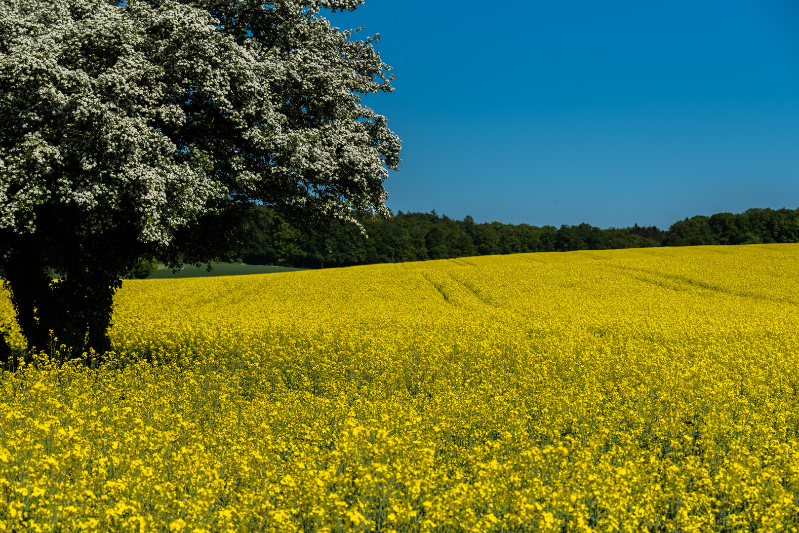 Raps- und Baumblüte