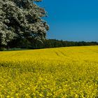 Raps- und Baumblüte