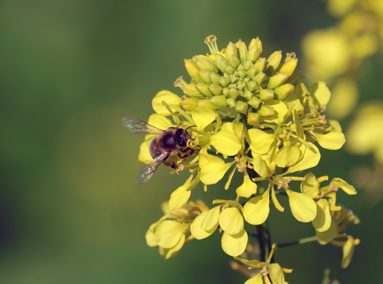 Raps und Biene