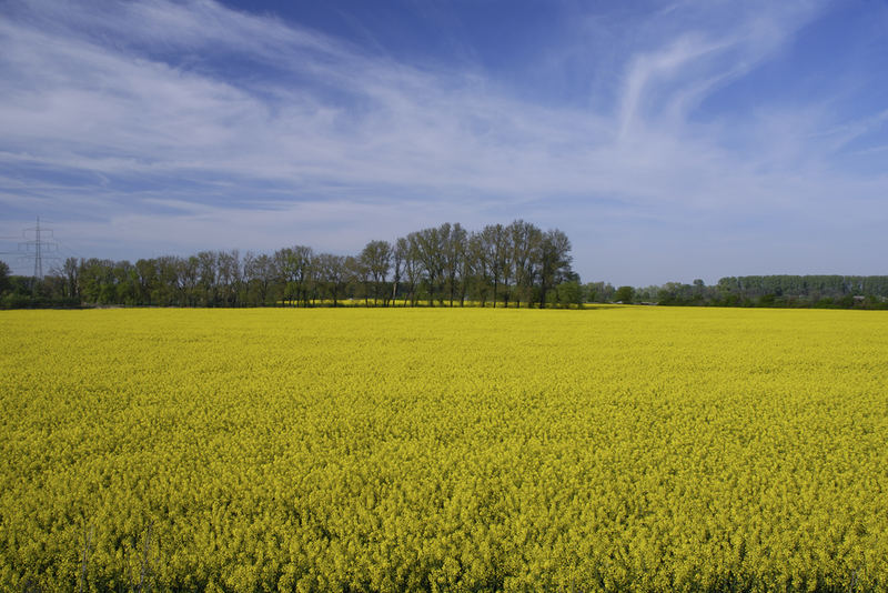 Raps und blauer Himmel