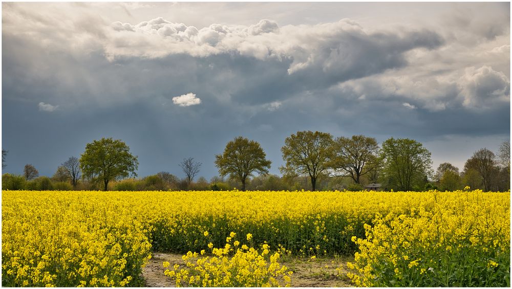 Raps und dunkle Wolken