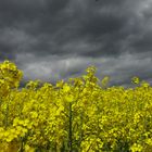 Raps und Gewitterhimmel