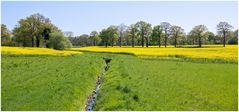 Raps und Gras