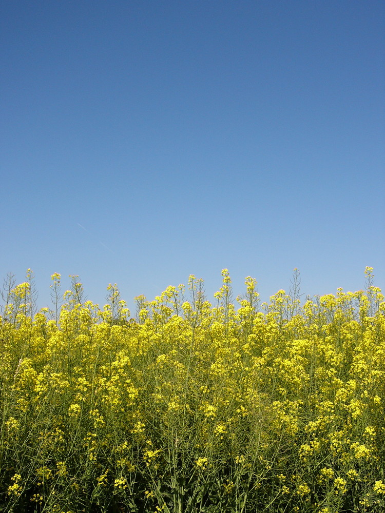 Raps und Himmel