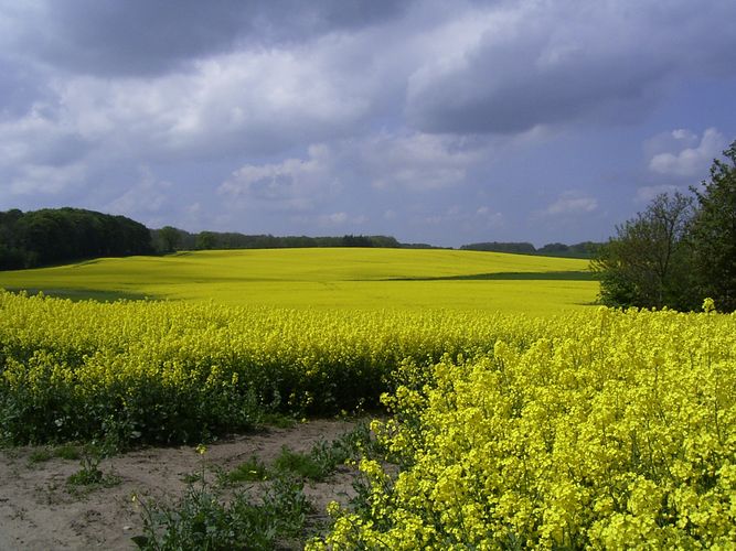 Raps und Honigduft