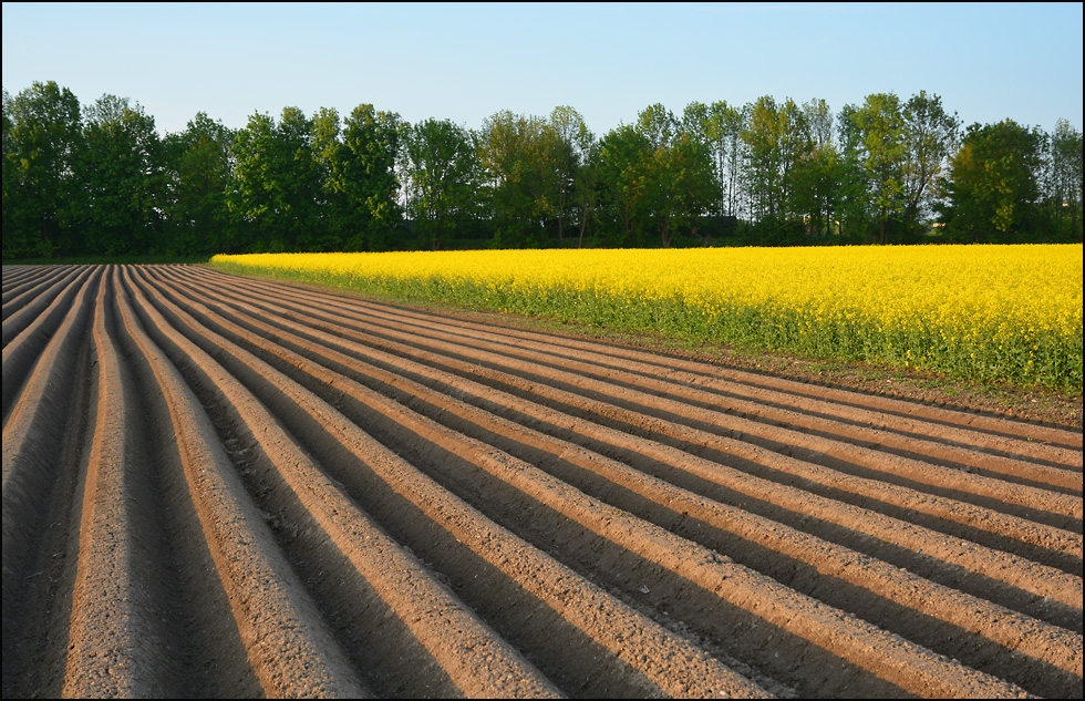 Raps und Kartoffeln