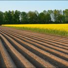 Raps und Kartoffeln