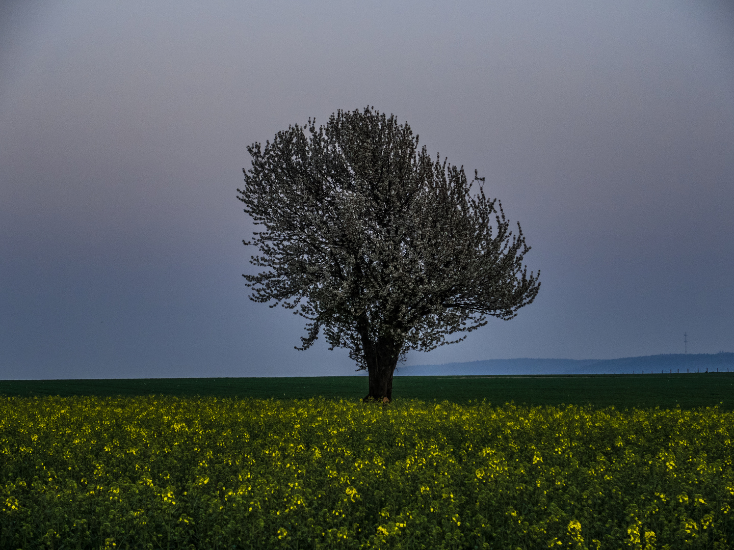 Raps und Kirschbaum zur blauen Stunde