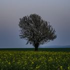 Raps und Kirschbaum zur blauen Stunde