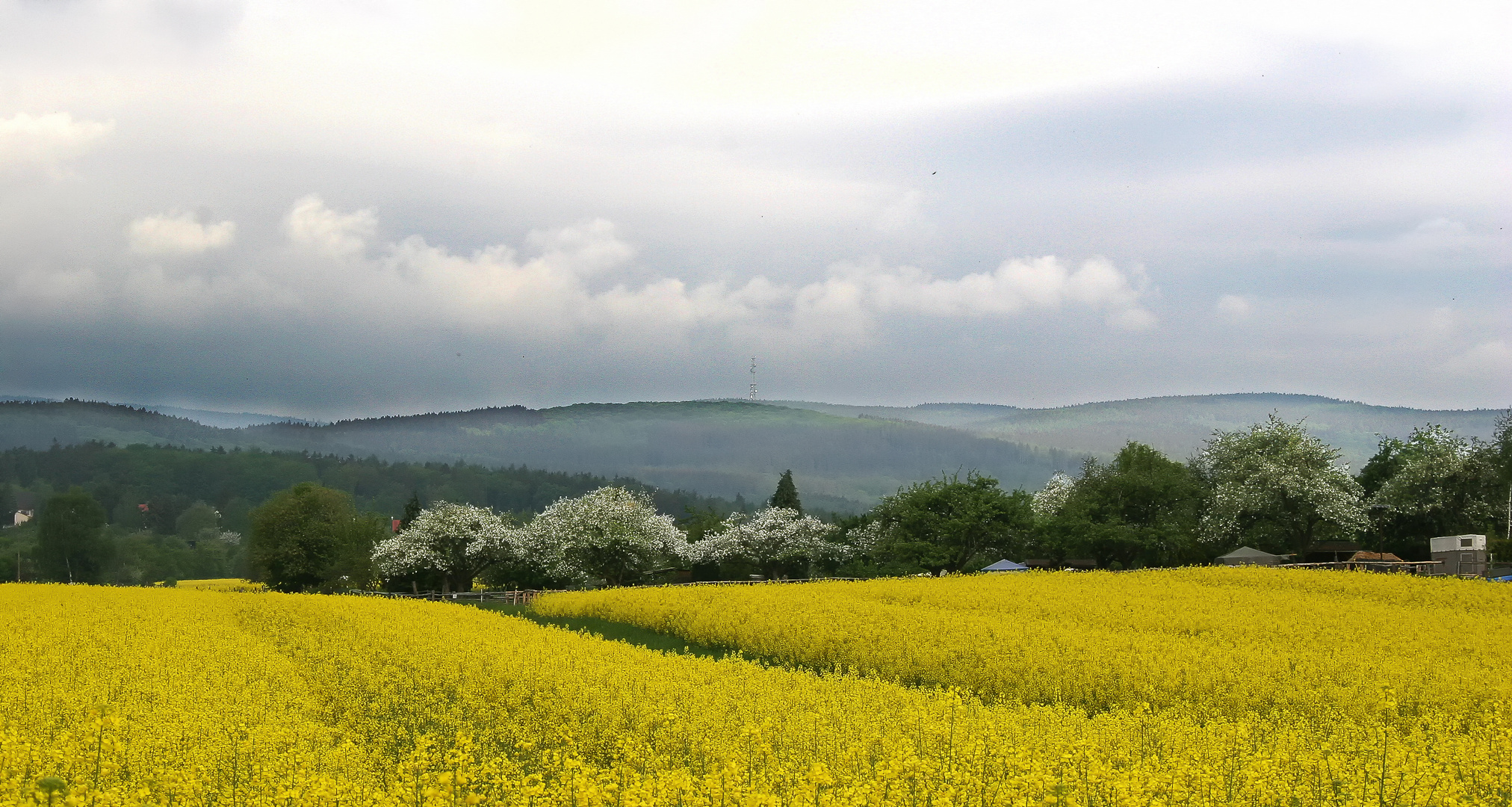 Raps- und Kirschblüte