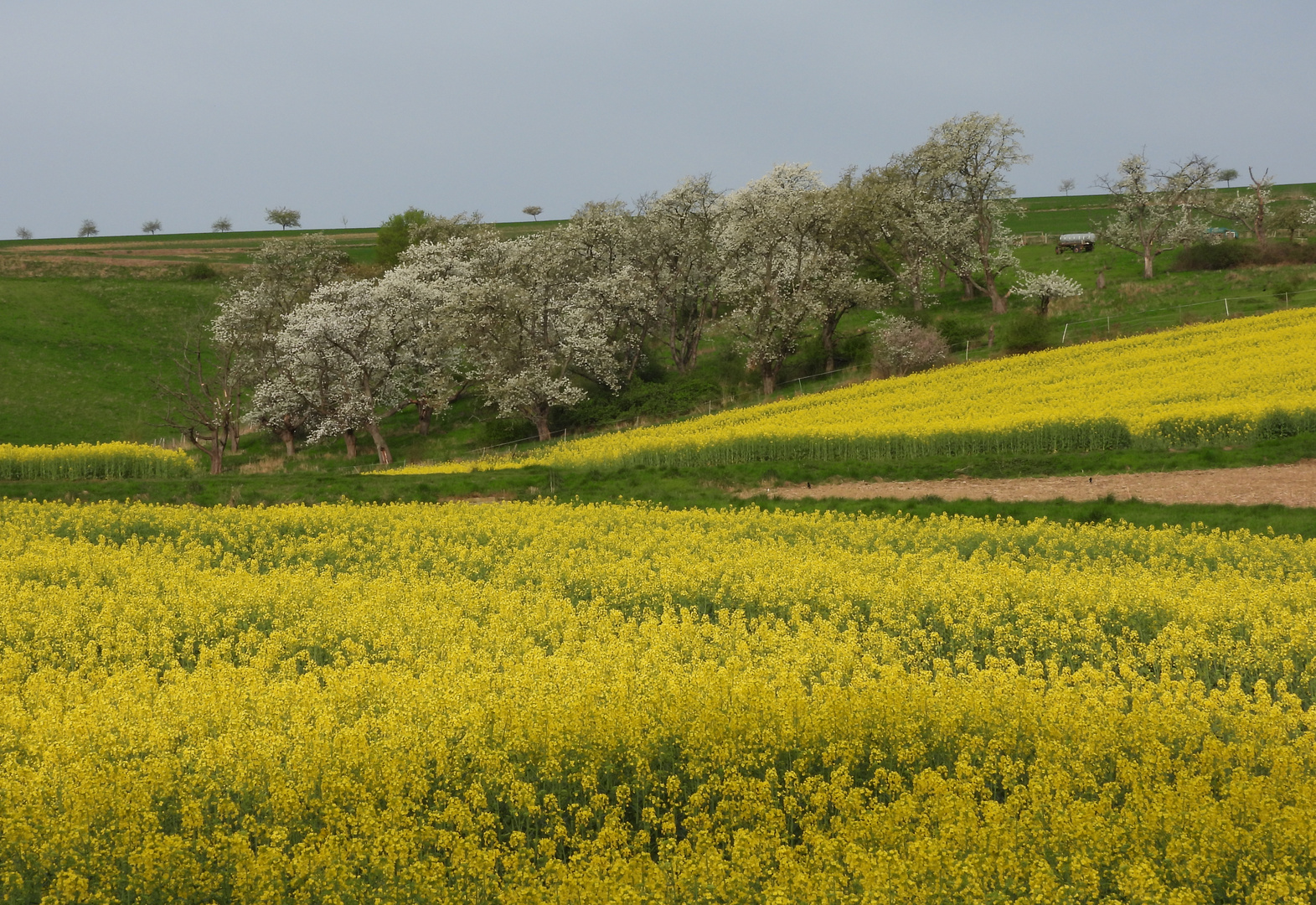 Raps- und Kirschblüte