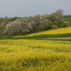 Raps- und Kirschblüte