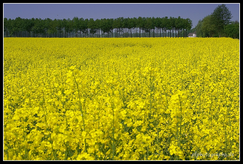 Raps und' Littkirch in Ewerschopfe