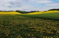 Raps und Löwenzahn