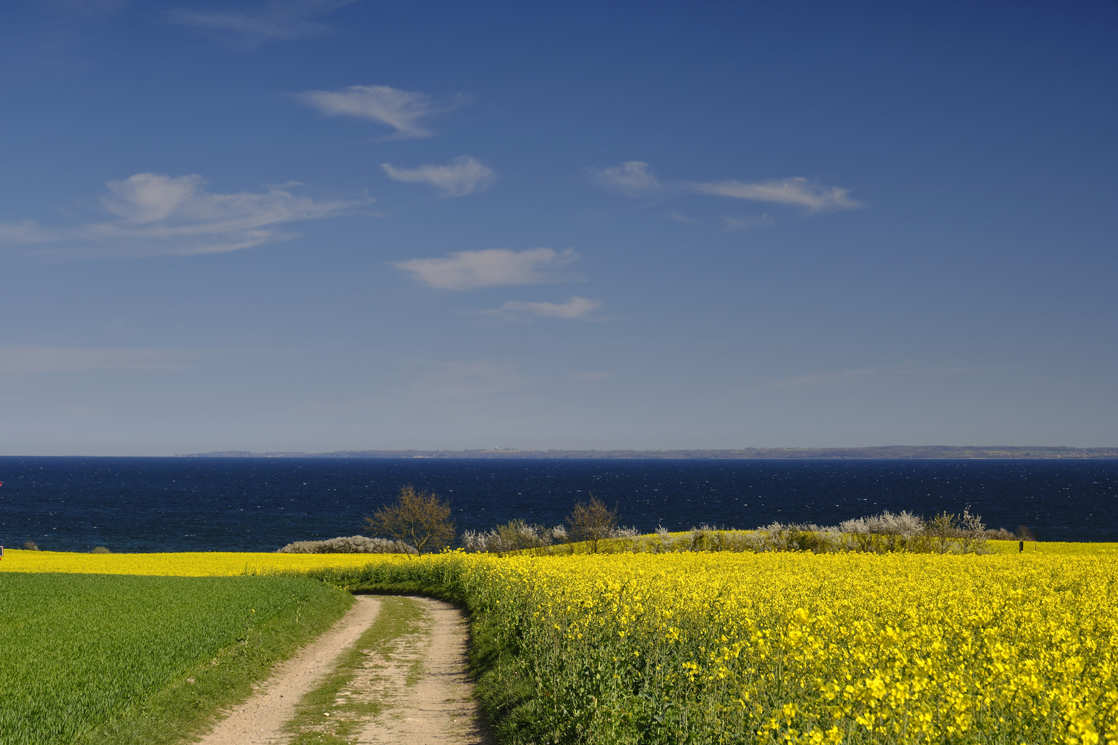 Raps und Meer