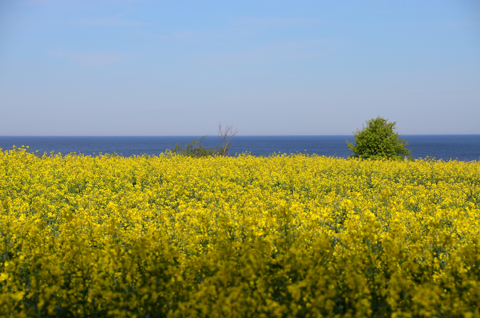 Raps und Meer