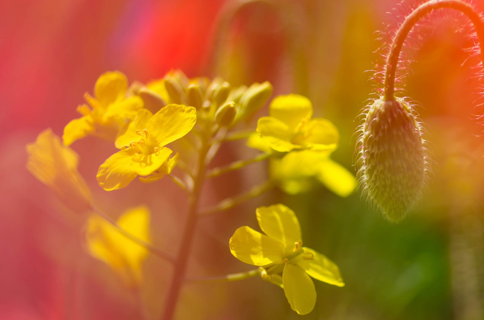 Raps und Mohn...