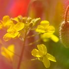 Raps und Mohn...