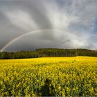 Raps und Regenbogen