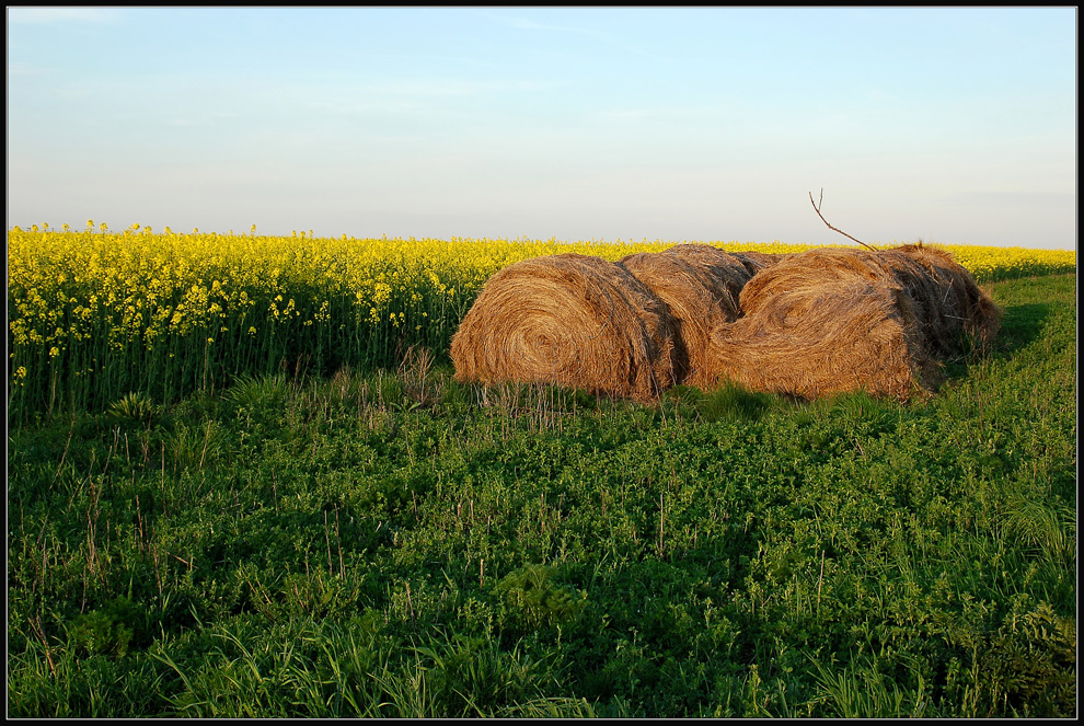 Raps und Stroh