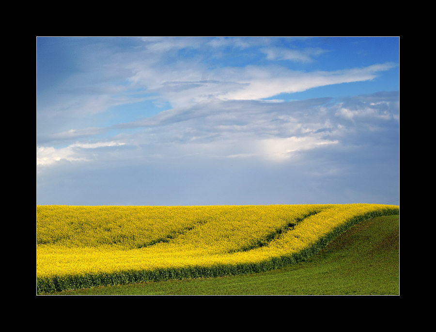 Raps und Weizen