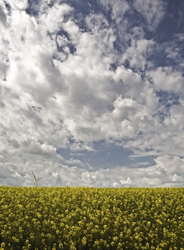 Raps und Windkraft