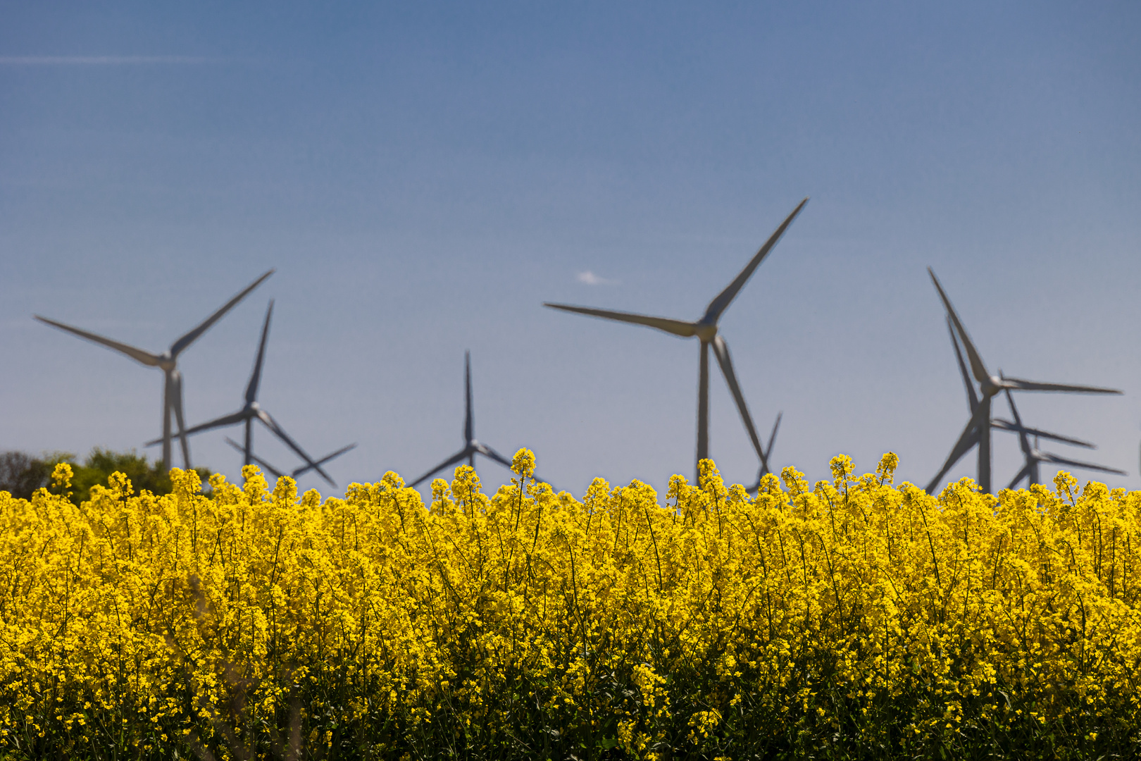 Raps und Windräder