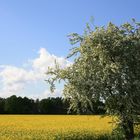 Raps und Wolken