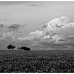 Raps und Wolken