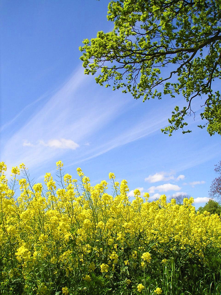 Raps unter blauem Himmel