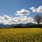 Raps unter dem blauen Himmel