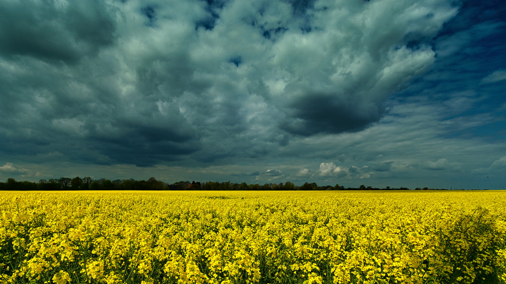 Raps unter Wolken