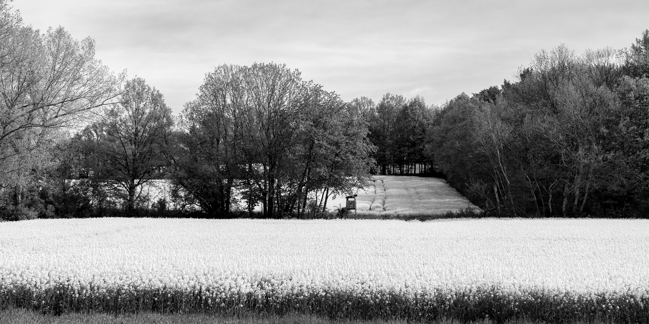 Raps unterhalb des Wilisch