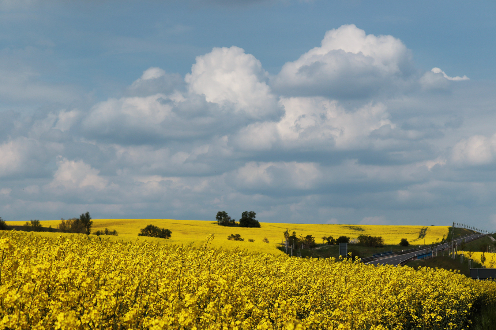 Raps unterm Frühlingshimmel