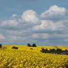 Raps unterm Frühlingshimmel